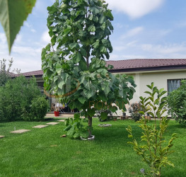 Casa, 4 rooms, 90 mp Ilfov/Corbeanca