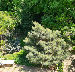 Casa, 5 rooms, 130 mp Bucuresti/Baneasa