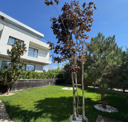 Casa, 7 rooms in LAKE 15 Bucuresti/Chitila
