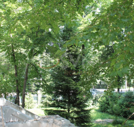 Casa, 9 camere, 730 mp Bucuresti/Kiseleff