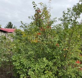 Teren 432 mp Bucuresti/Pipera