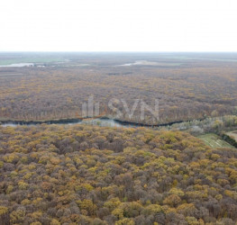 Teren , 6959 mp Ilfov/Nuci